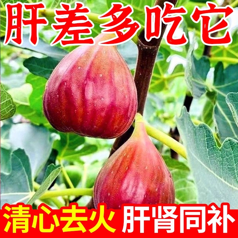 【清心去火】90倍浓缩新疆特产2025新货新鲜无花果干熬夜养生健康