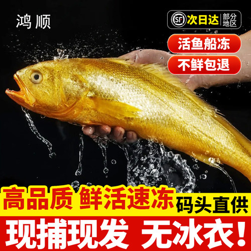 新货冰鲜大黄花鱼新鲜宁德大黄鱼