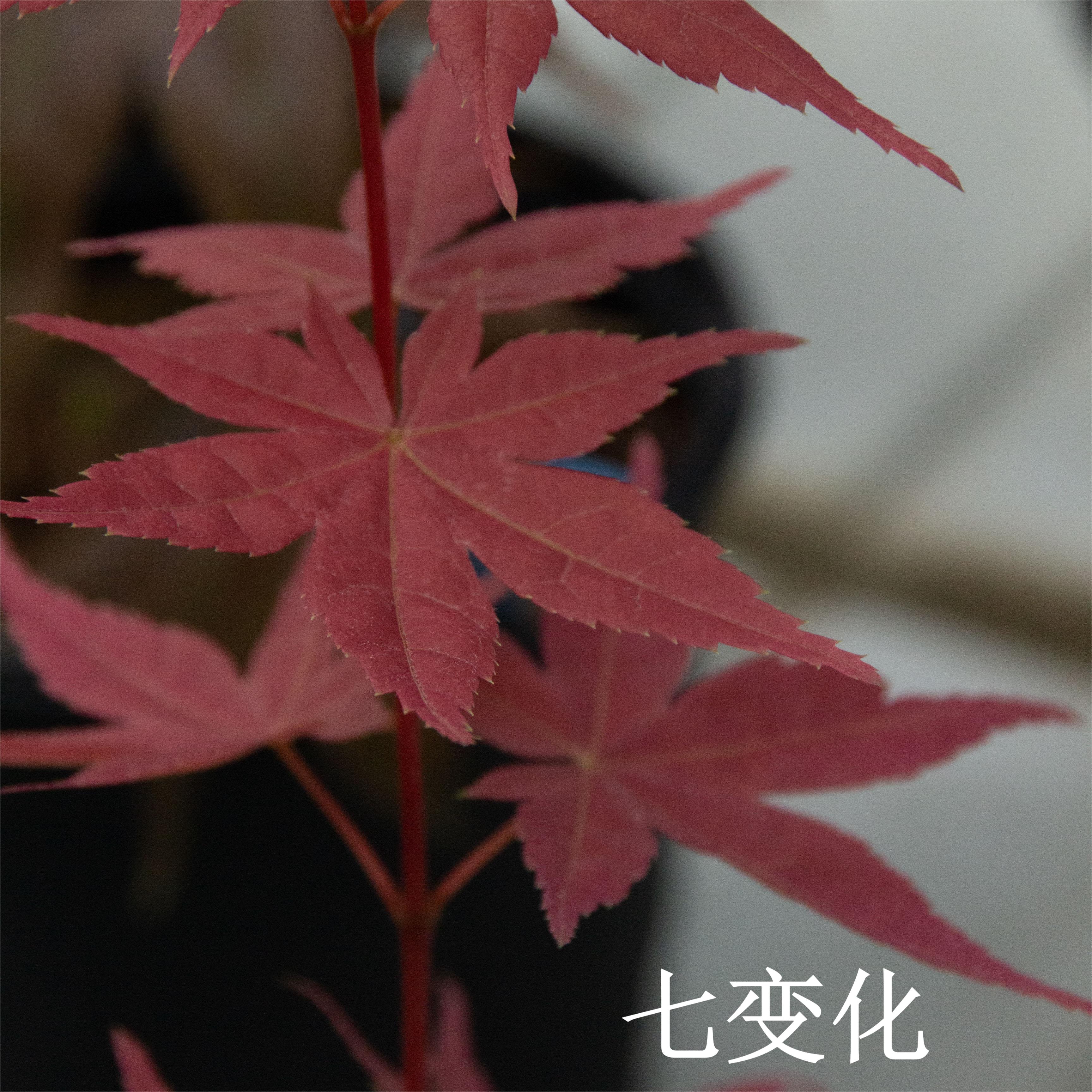 七变化0.5加仑枫树盆栽好养小盆景观叶植物阳台窗台花园客厅茶几