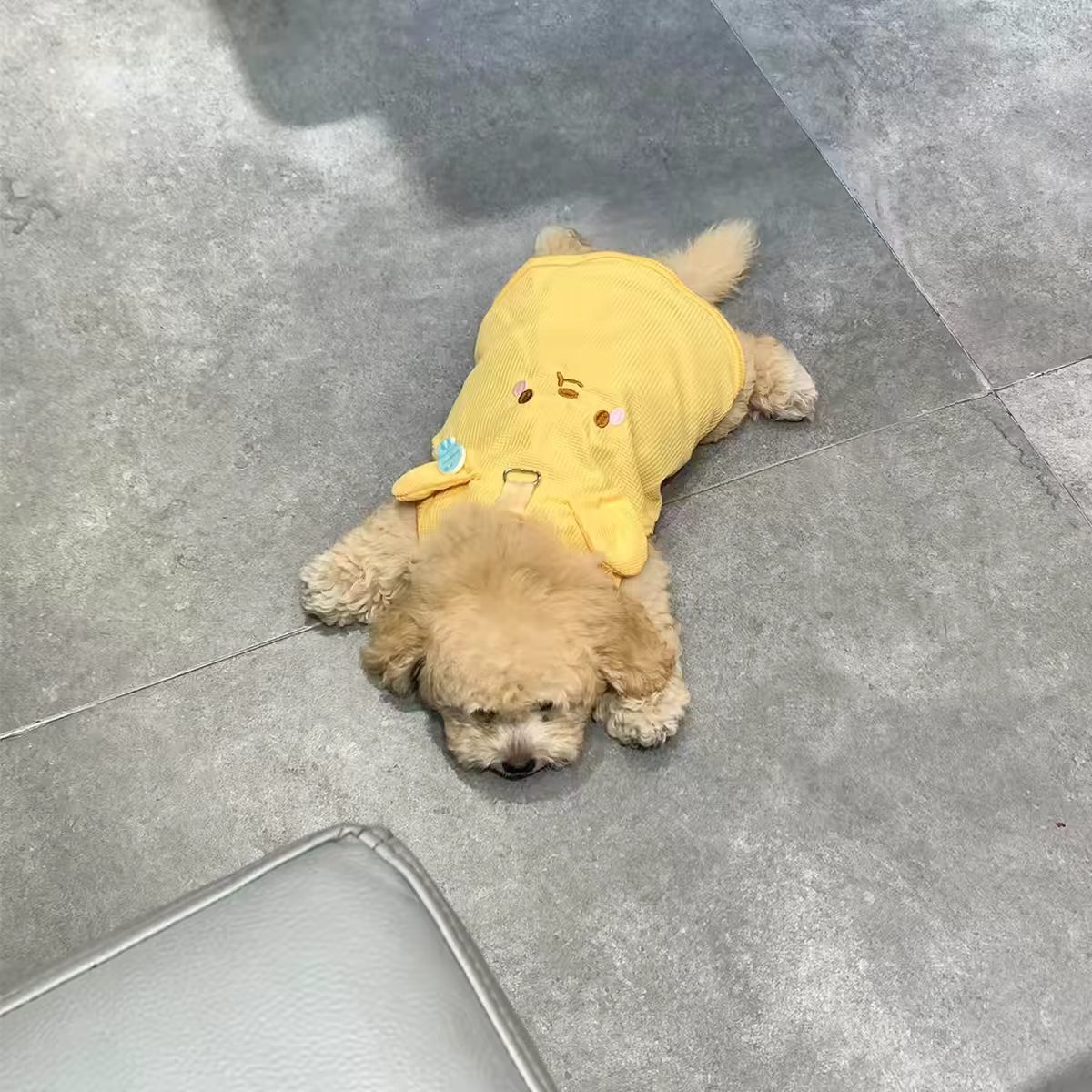 黄色小熊狗狗衣服小型犬带牵引扣