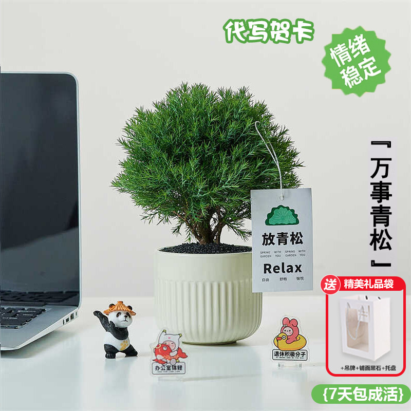 放青松办公室桌面绿植盆栽花束摆件放轻松雾凇卡片室内净化空气