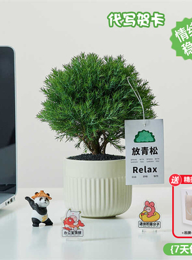放青松办公室桌面绿植盆栽花束摆件放轻松雾凇卡片室内净化空气