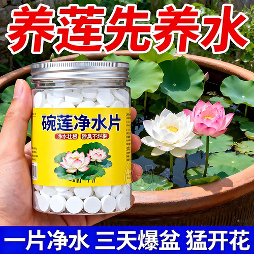 碗莲荷花水培净水养护爆根防臭水