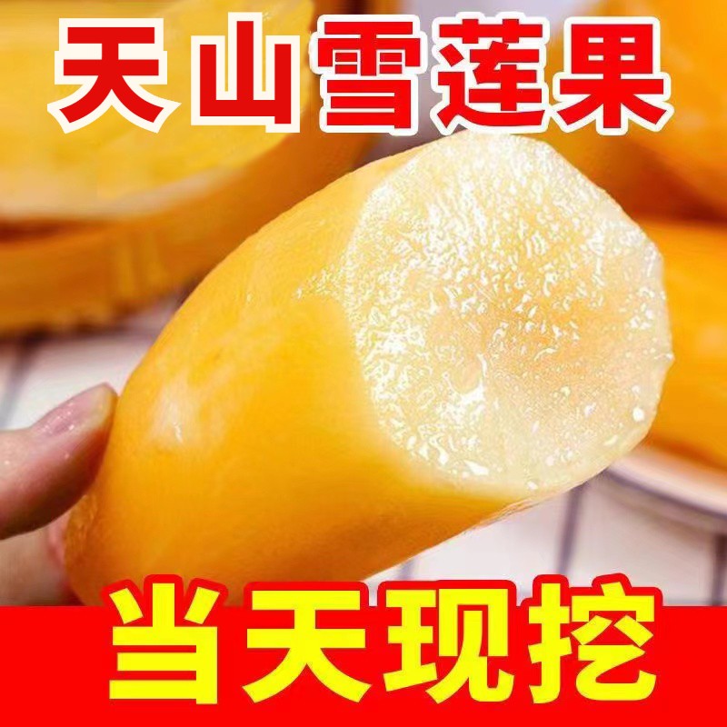 2026年云南雪莲果现挖脆甜多汁新鲜水果3斤5斤9斤红泥沙地