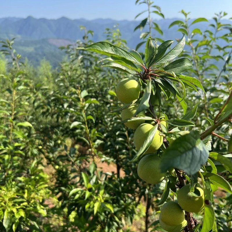 重庆梁平正宗高山青脆脱骨李脆甜李子新鲜现摘现发净重5斤