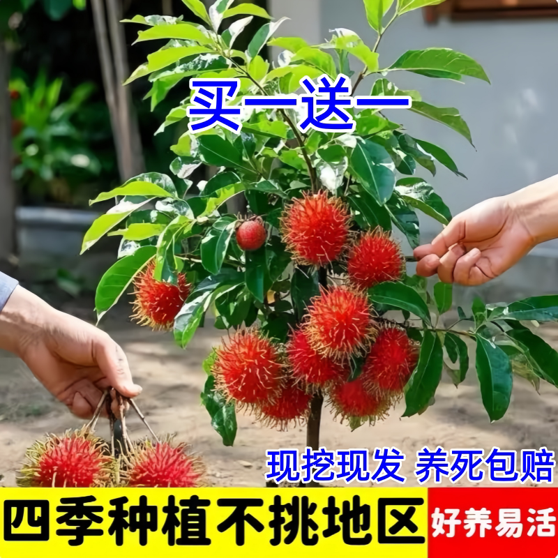 正宗红毛丹树苗当年结果南北可种