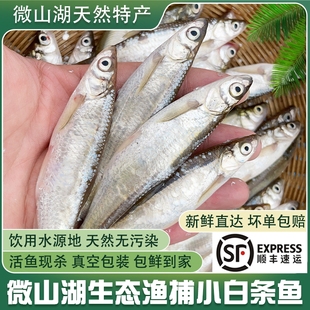 顺丰小白条鱼新鲜活鱼现杀白鱼刁子鱼油炸小河鱼杂鱼翘嘴鱼餐条鱼
