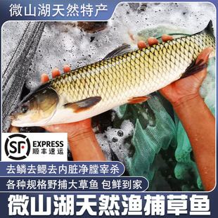 微山湖渔民野捕草鱼新鲜活鱼现杀草混子淡水草青鱼整鱼草皖鱼顺丰