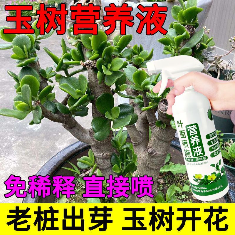 玉树专用营养液盆栽花卉液体肥料