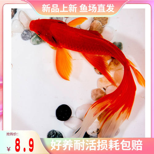 金鱼长尾大红草金淡水鱼包活包损