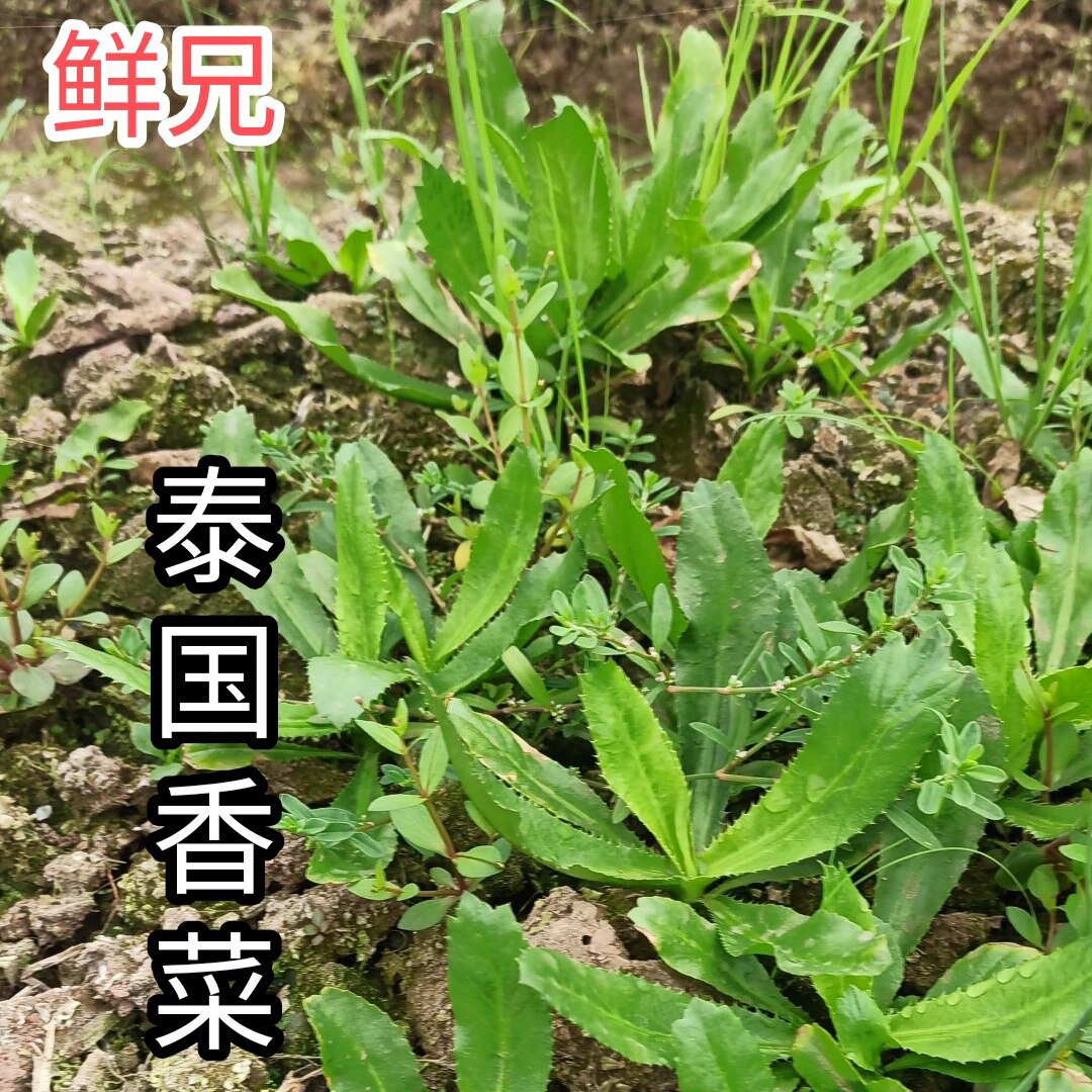 泰国大香菜广西四季盐茜芫荽越南老缅野刺芹云南大芫荽可吃