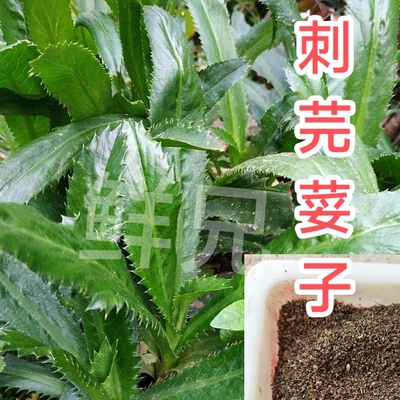 云南刺芫荽种子越南野大香菜刺芹缅芫荽香菜阿佤芫荽四季可种蔬菜