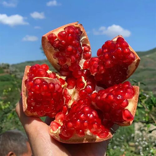 会理软籽石榴好吃不吐籽