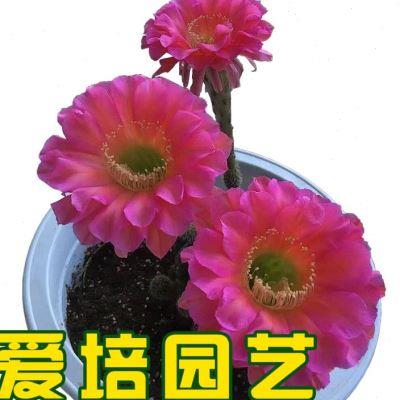 爱培园艺仙人种球 86218开当年花品彩草宝山浓桃筋花龙王绯花玉