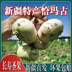 新疆柯坪恰玛古炖煲汤新鲜蔬菜蔓菁芜青大头诸葛菜强碱性食品