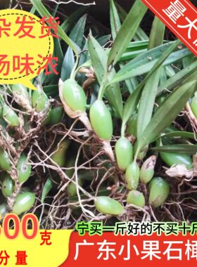 潮汕大妈现采石橄榄新鲜双叶单叶中小果石莲煲汤炖汤补品材料包邮