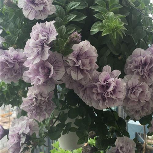 重瓣矮牵牛盆栽带花垂吊花卉盆栽多品种冰淡紫矮牵牛四季开花包邮