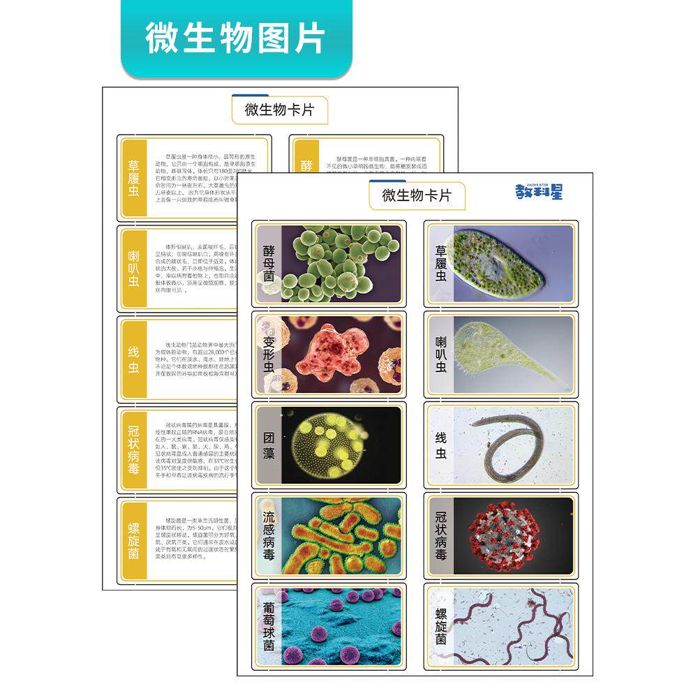 生物细胞图纸 微生物图卡 六年级科学微小世界配套卡片