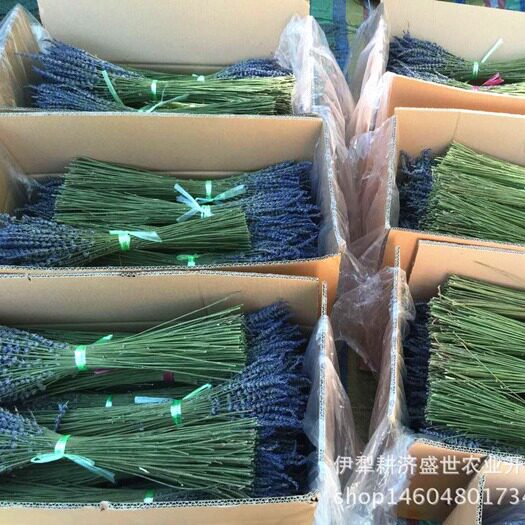 薰衣草干花英国蓝太空蓝