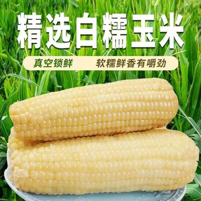 东北白糯玉米0添加新货真空白苞米美味糯新鲜甜白玉米粒非即食