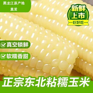 东北白糯玉米软糯香甜寒地黑土一年一季独立包装真空锁鲜