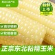 东北白糯玉米软糯香甜寒地黑土一年一季 独立包装 真空锁鲜