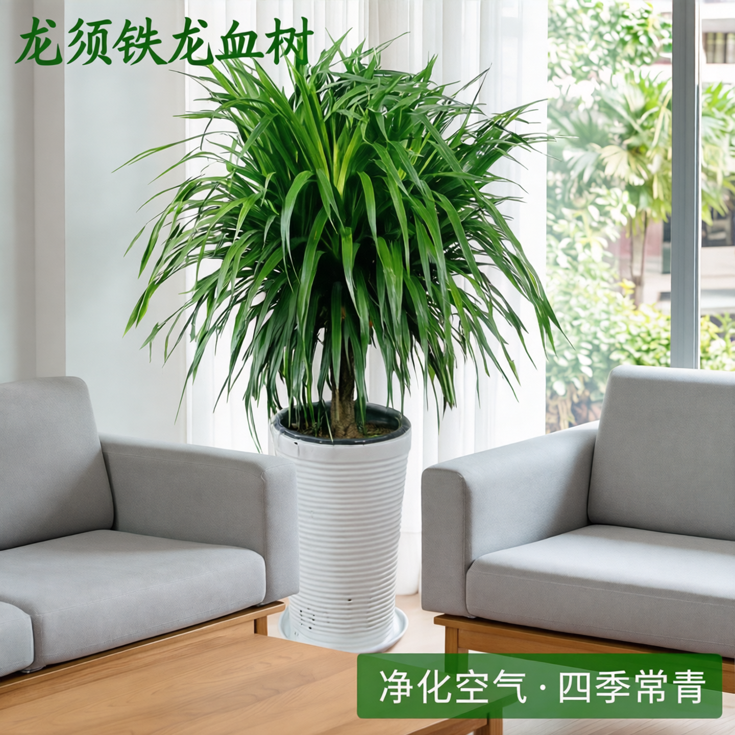 龙须铁龙血树多头花卉盆栽客厅办公室内大型绿植花卉净化空气盆景