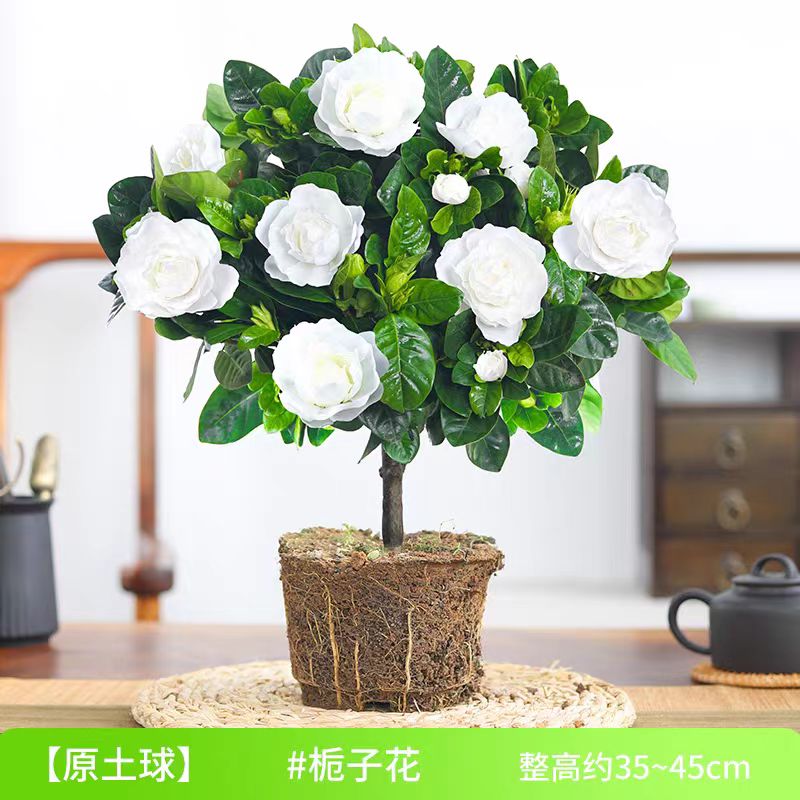 栀子花盆栽室内水培养殖易好养活花卉花苞绿植观赏绿植栀子花老桩