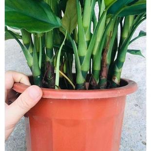 万年青盆栽 落地摆放 客厅 办公室 可土培水培  四季常青大型绿植