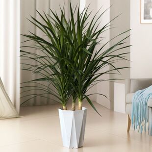 多头龙血树盆栽 黑珍珠盆栽 室内客厅大型绿植四季青绿懒人好养