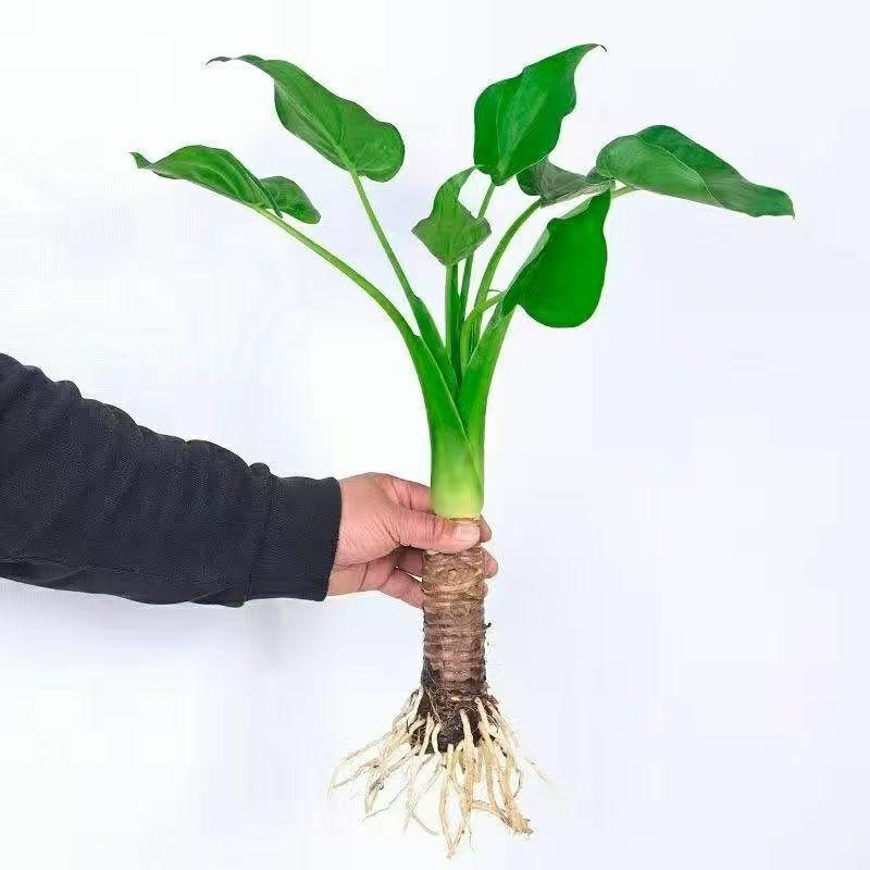 滴水观音大叶水培盆栽老桩客厅盆景室内桌面绿植花卉水土培吸甲醛
