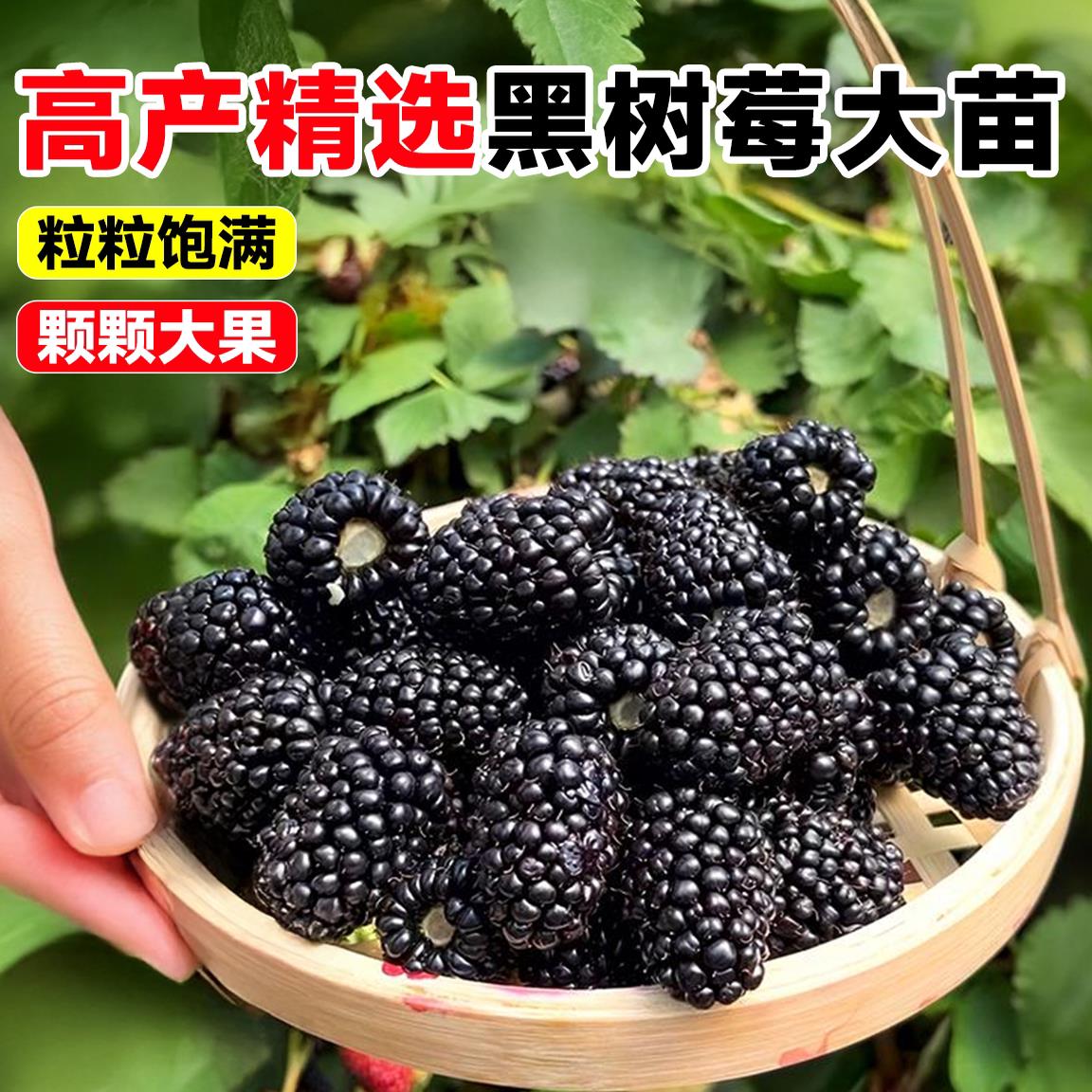 树莓苗双季覆盆子红黑当年