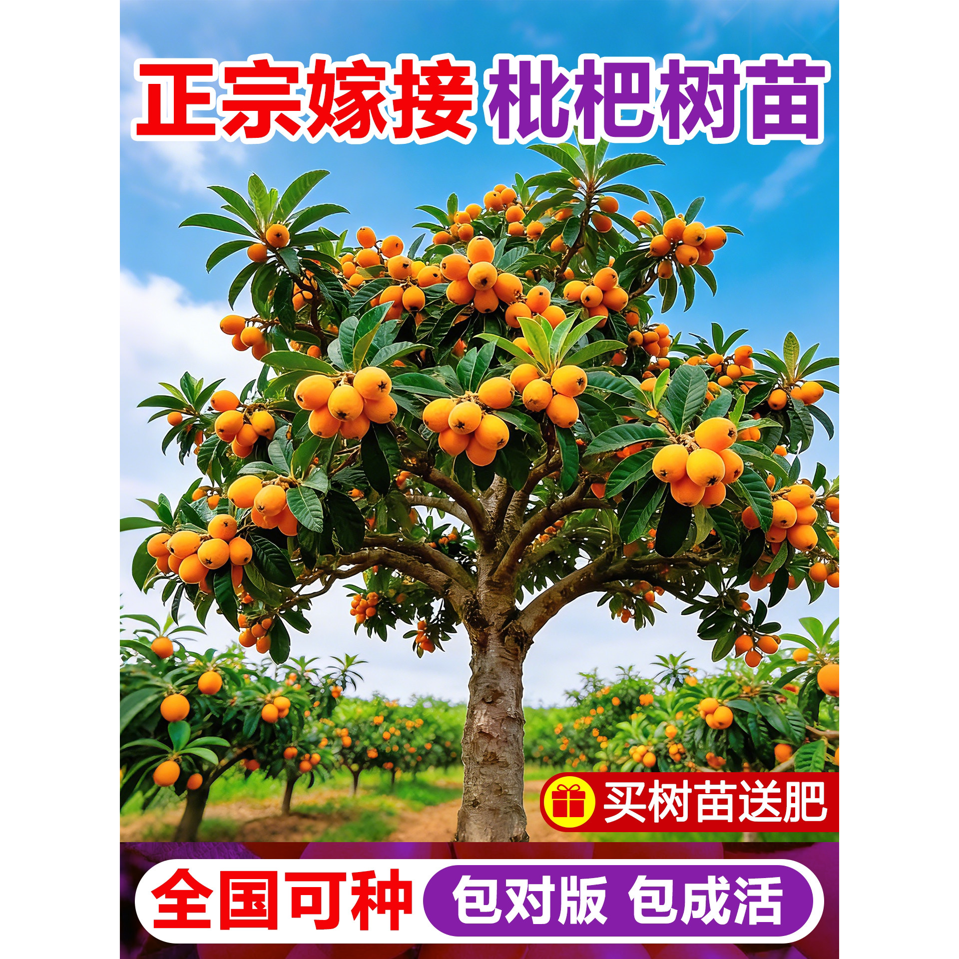 大五星枇杷苗树无核砂糖琵