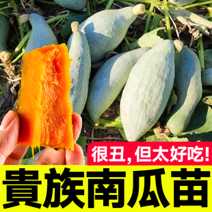正宗粉糯超甜新疆贵族南瓜苗秧带土球贝贝红栗奶油丑瓜种子四季籽