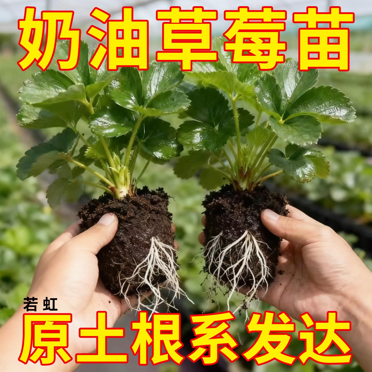 草莓苗四季结果盆栽秧99奶