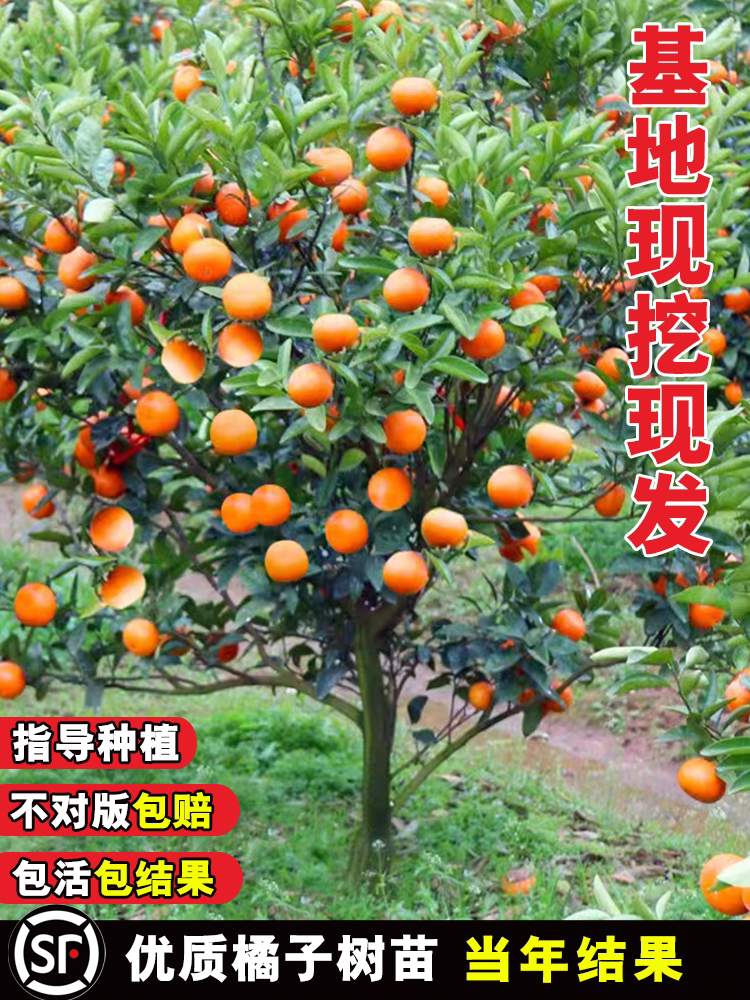 嫁接沙糖桔子树苗南方种植当