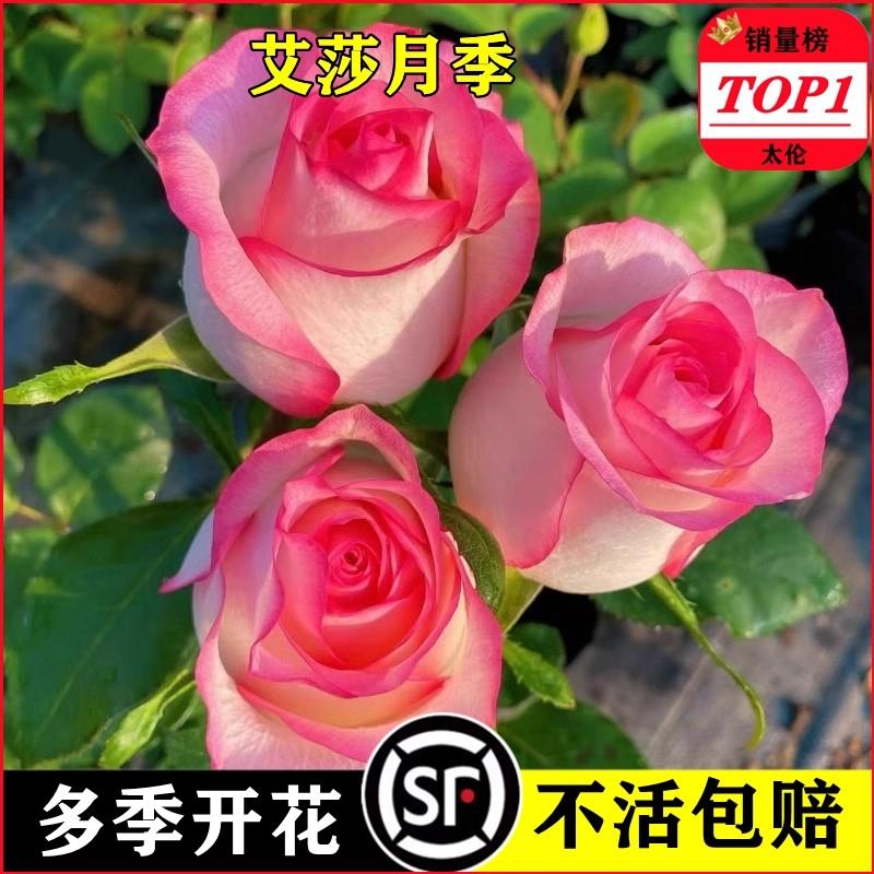 艾莎月季花苗玫瑰灌木大盆