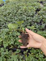 Four Seasons Strawberry Seedlings, Cream Red Beauty Strawberry seedlings, strawberry potted plants grown in greenhouses, new seedlings bearing fruit in the same year with soil thumbnail 5