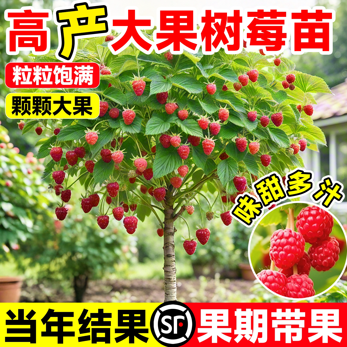 树莓苗覆盆子南北种植栽地