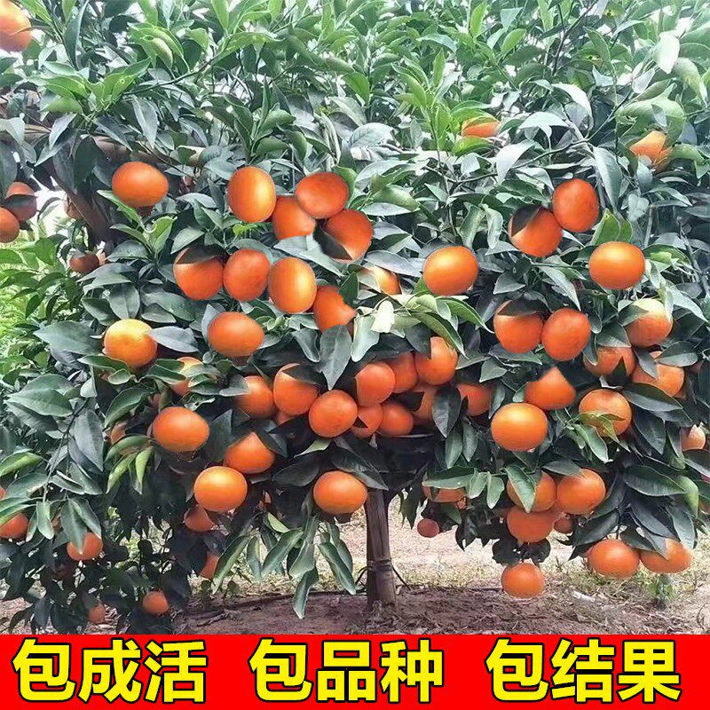 早熟黄岩无核蜜桔苗嫁接子树