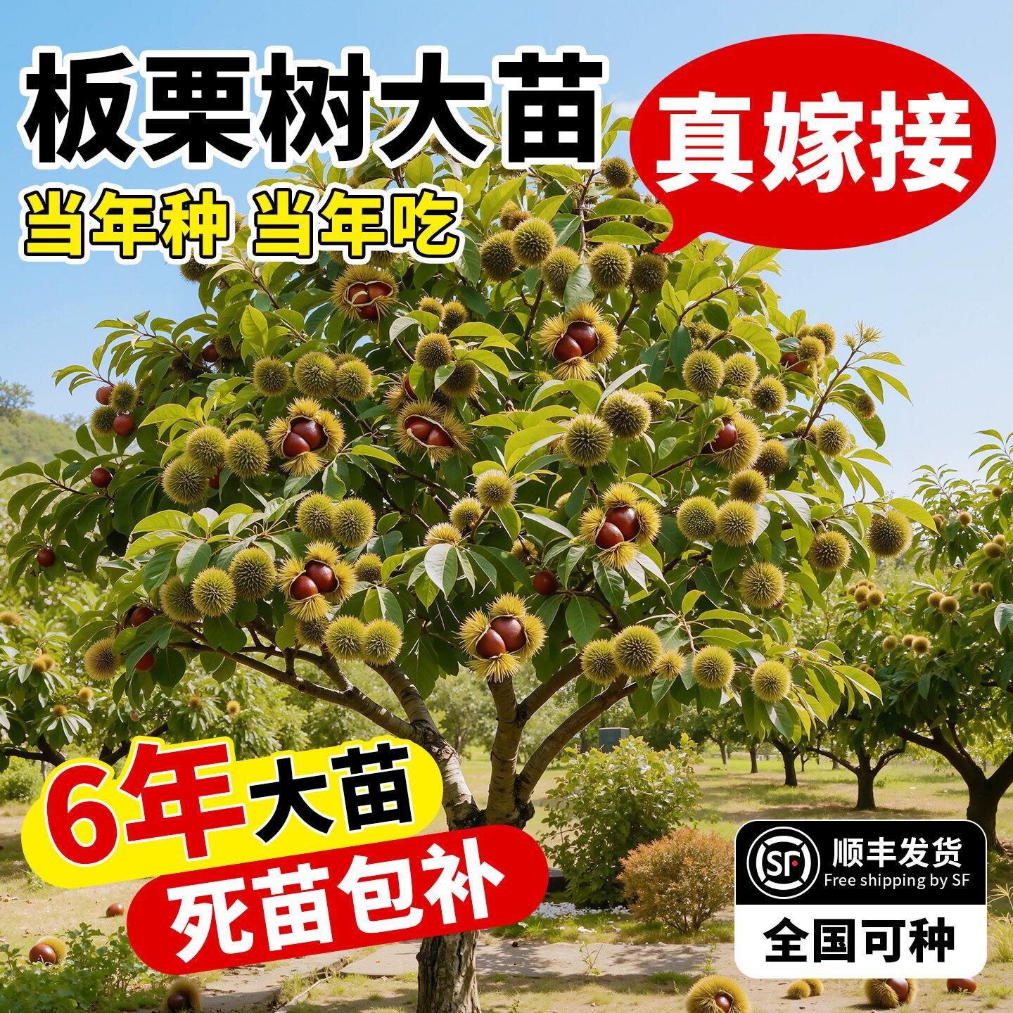 板栗树果苗正宗嫁接早熟庭