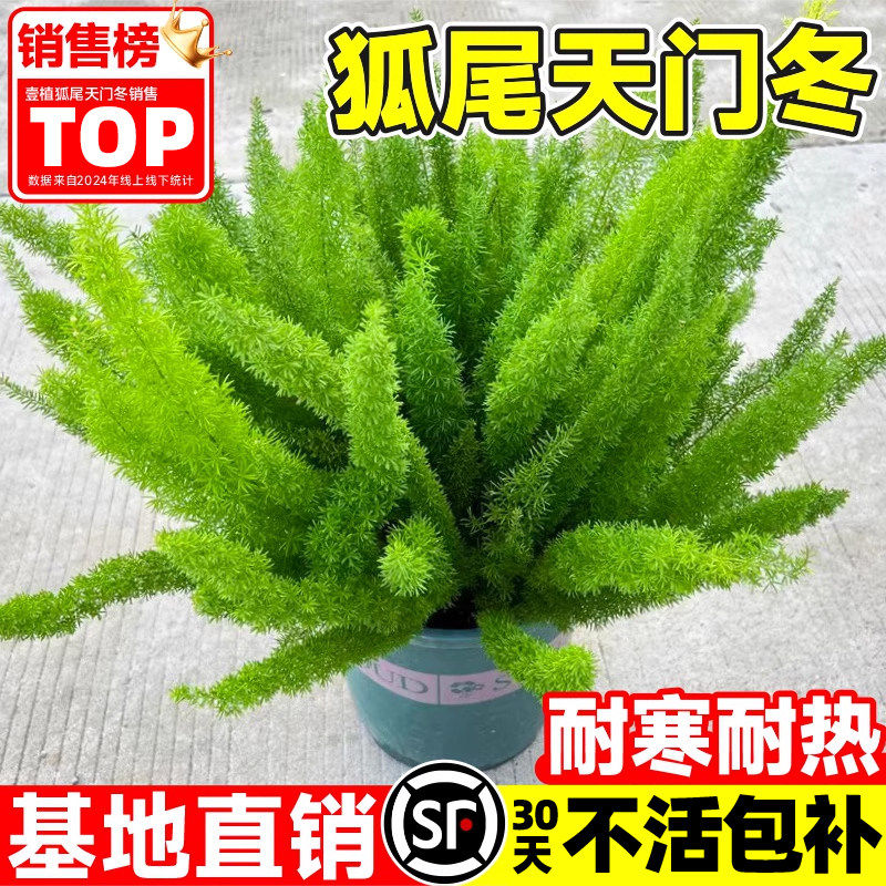狐尾天门冬盆栽大苗阳台庭