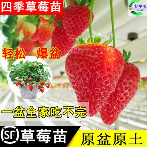 丹东久99冰点草莓优质新苗