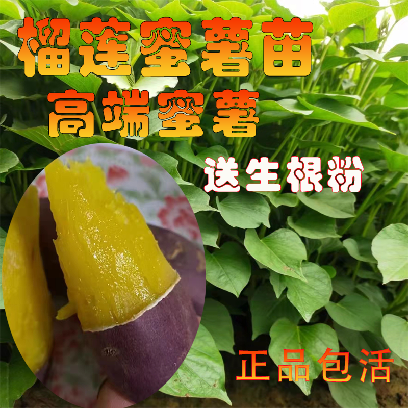 榴莲蜜薯苗黄心山芋脱毒番薯苗丝滑红薯苗西露库地瓜苗农科院秧苗 - 实物图