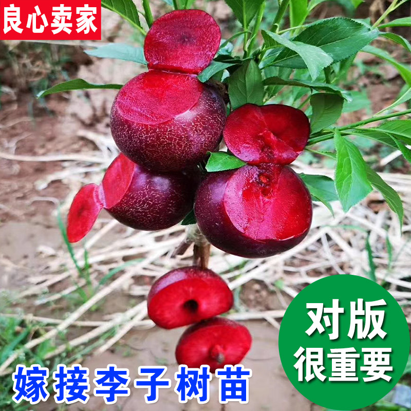 三华李子树苗红心黑霸王冰糖蜂糖李子树苗嫁接正宗新品种果树果苗
