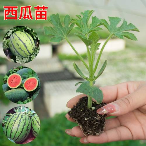 西瓜苗8424麒麟无籽美都种