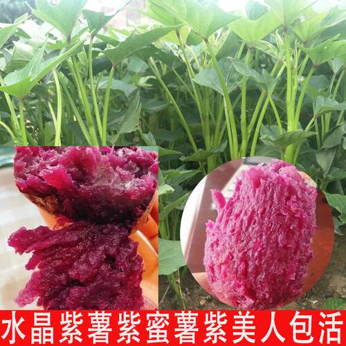 紫蜜薯苗水晶秧美人妃蒂姬