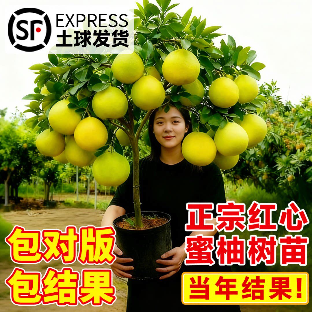 正宗柚子树果苗室外庭院地