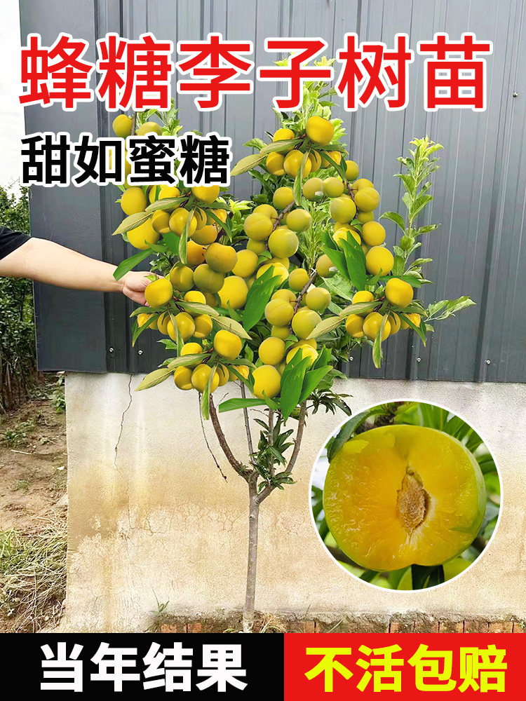 蜂糖李子树苗嫁接黄金奈西梅李子果树苗南北方种三华李树苗新品种