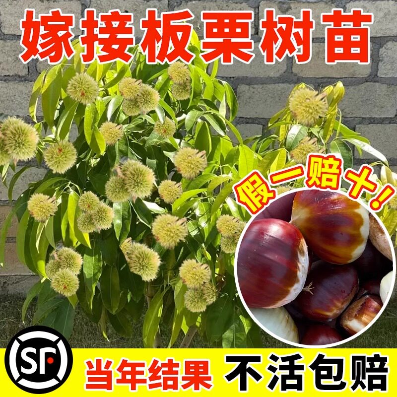 板栗苗树果南方北庭院种植